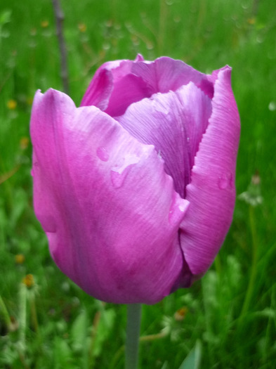 4 mai 2011