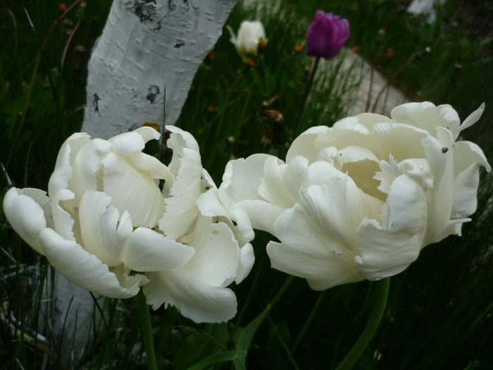 4 mai 2011