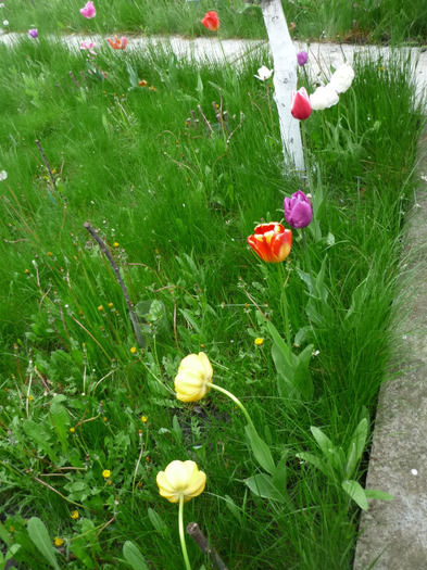 4 mai 2011