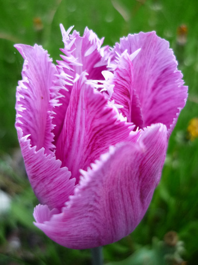 4 mai 2011