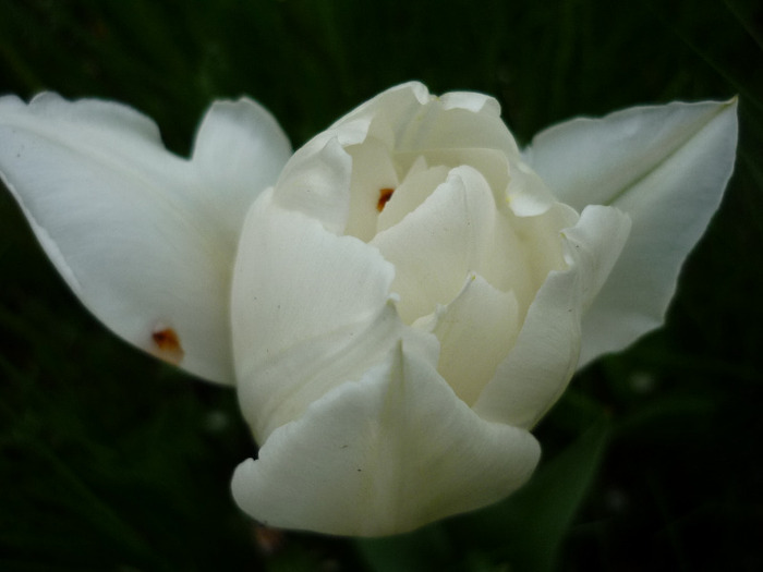 4 mai 2011