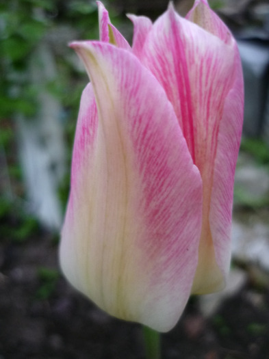4 mai 2011