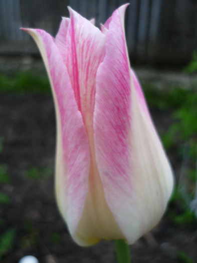 4 mai 2011