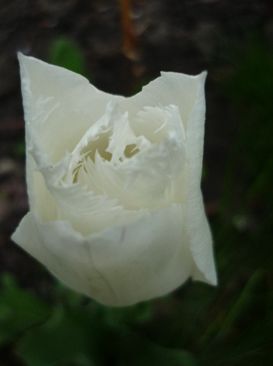 4 mai 2011