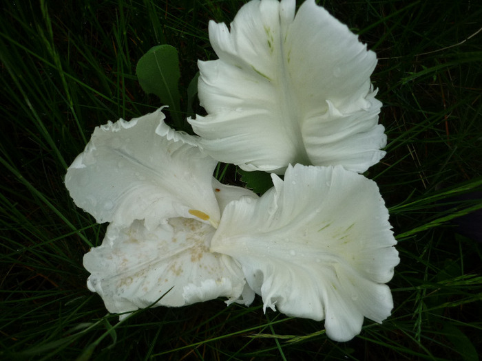 4 mai 2011