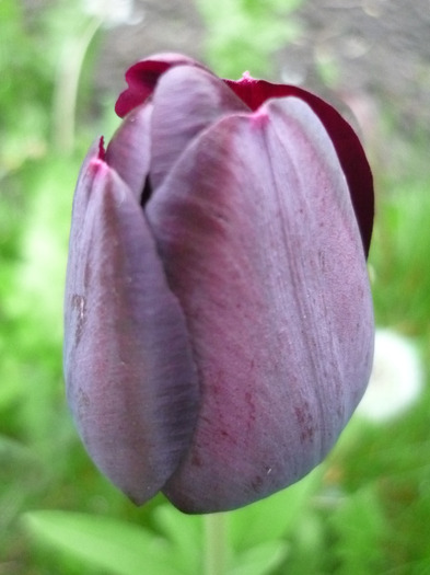 4 mai 2011