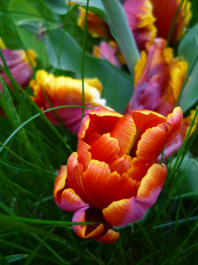 4 mai 2011