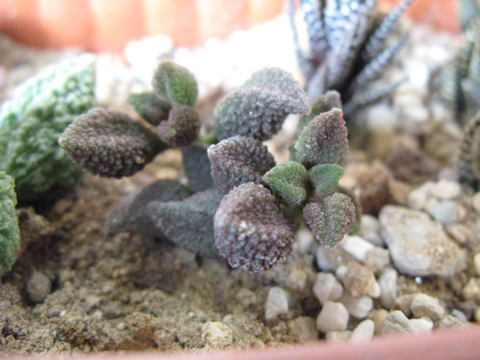 Adromischus herrei rosu