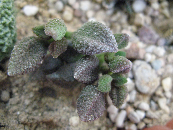 Adromischus herrei