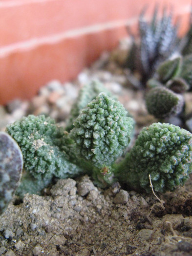 ADROMISCHUS marinae herrei - SUCULENTE - diverse