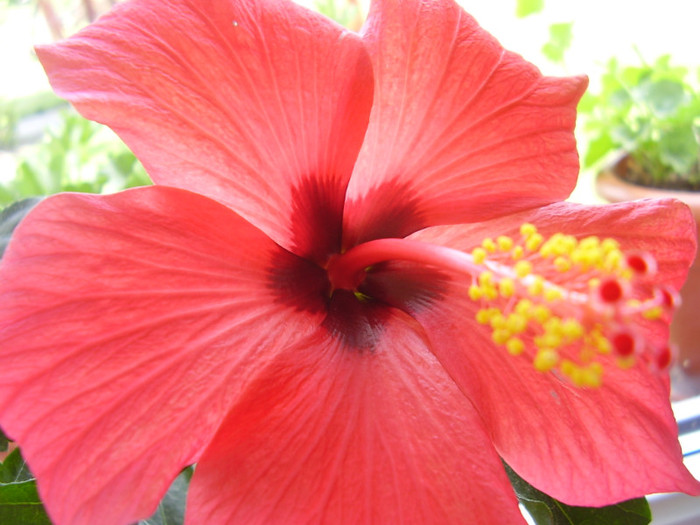  - hibiscus