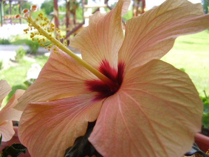  - hibiscus