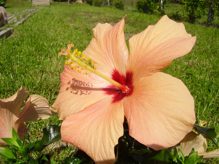  - hibiscus