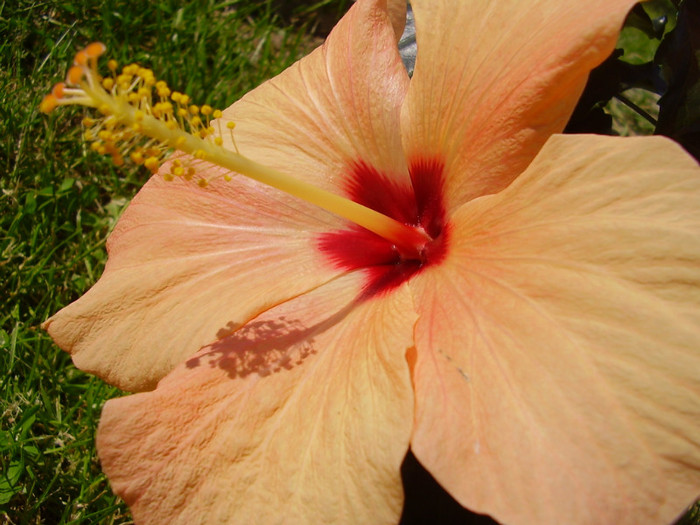  - hibiscus