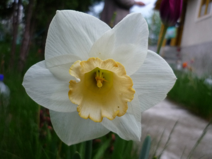 4 mai 2011 - Narcise