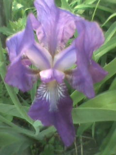 Imag0759 - Iris - stanjenel