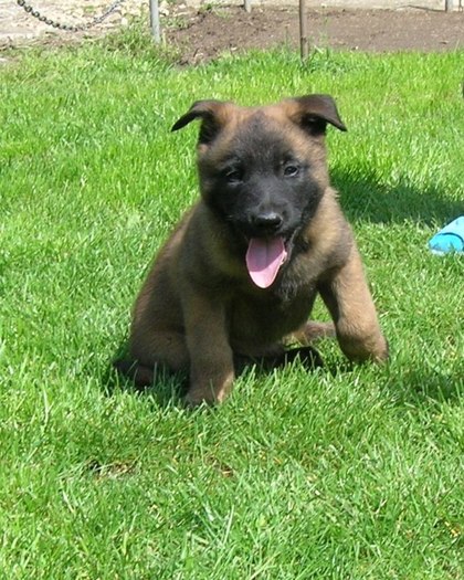 pui malinois