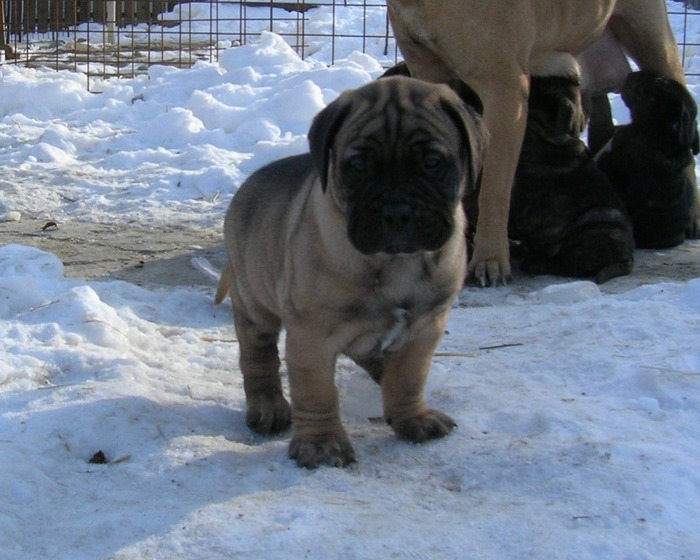un mascul mic Bullmastiff