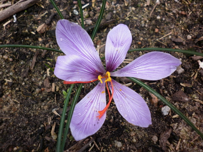 13.05.11 SAfron - Crocus