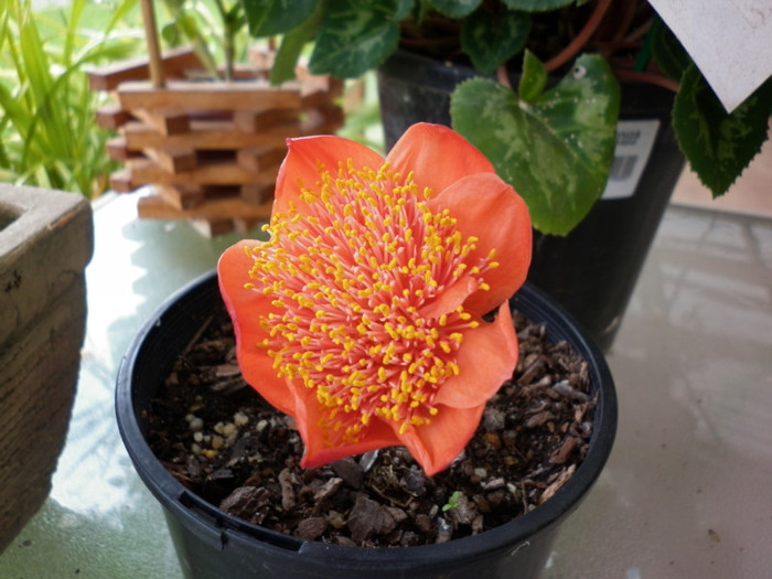 13.05.11 - Haemanthus coccineus