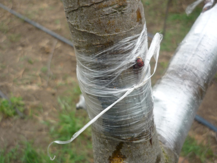 13 1; mar altoit sub coaja(s-a aplicat o portiune de altoi fasonat in pana, in o taietura in forma de T)
