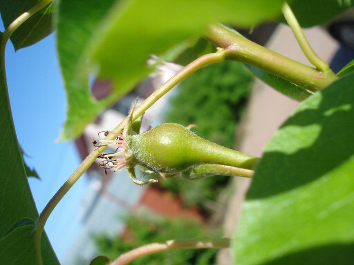 Pears_Pere Napoca (2011, May 13)