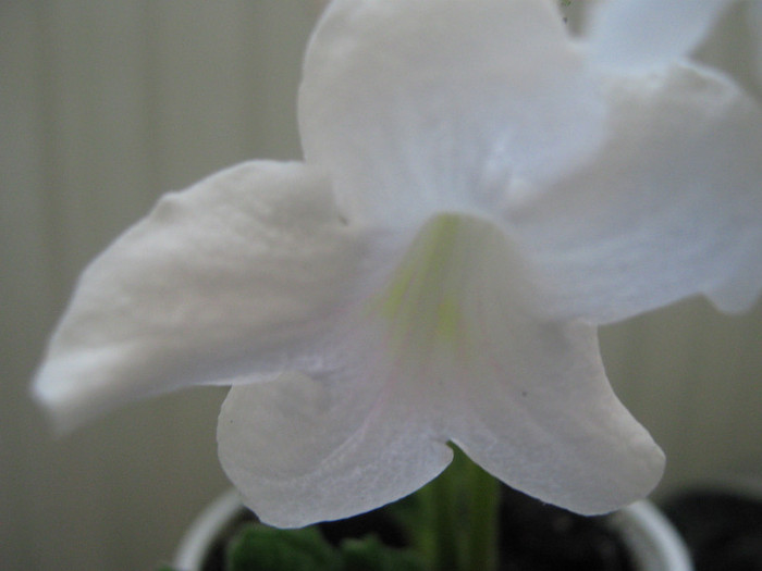  - streptocarpus Albatros