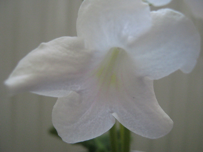  - streptocarpus Albatros