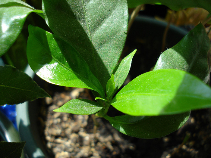 Coffea arabica (2009, June 01) - Coffea arabica_Arabica Coffee