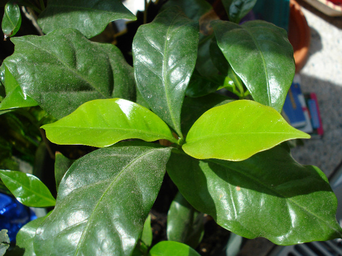 Coffea arabica (2009, June 01) - Coffea arabica_Arabica Coffee