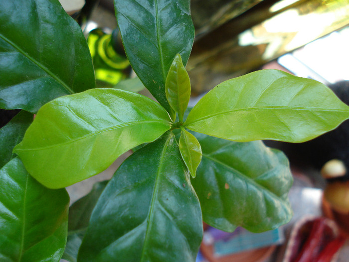 Coffee Shrub of Arabia (2009, Jun.11) - Coffea arabica_Arabica Coffee