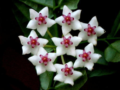 Hoya bella