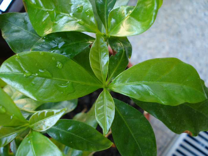 Coffee Shrub of Arabia (2009, Jun.16) - Coffea arabica_Arabica Coffee