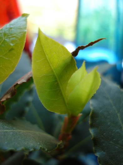 Laurus nobilis_Dafin (2009, June 10) - Laurus nobilis_Bay Laurel