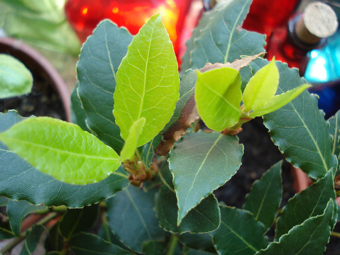 Bay Laurel (2009, June 11) - Laurus nobilis_Bay Laurel