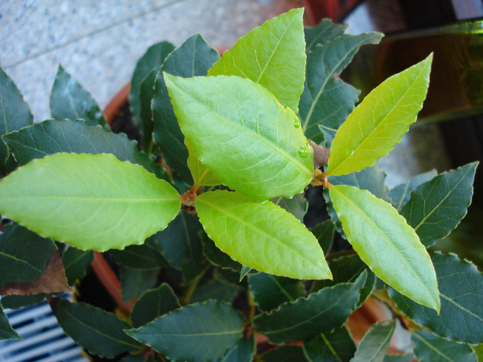 Bay Laurel (2009, June 16) - Laurus nobilis_Bay Laurel