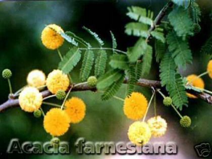 Acacia_farnesiana - 00-imi doresc la schimb sau contra cost