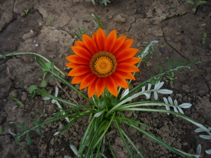 gazania