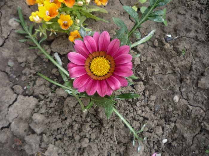 gazania; gazania
