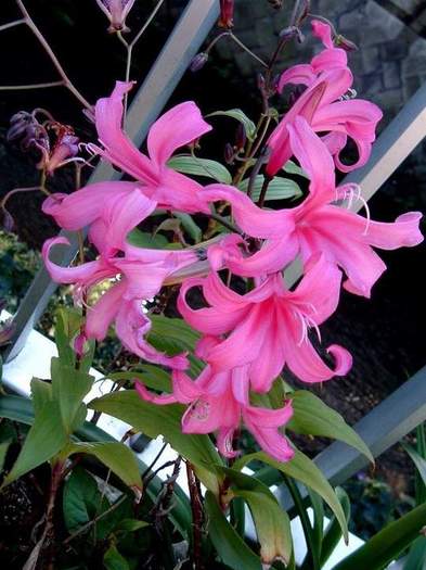 nerine bowdenii - 00-imi doresc la schimb sau contra cost