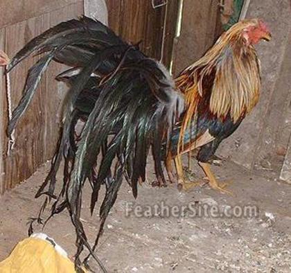 1 - China Game Fowl