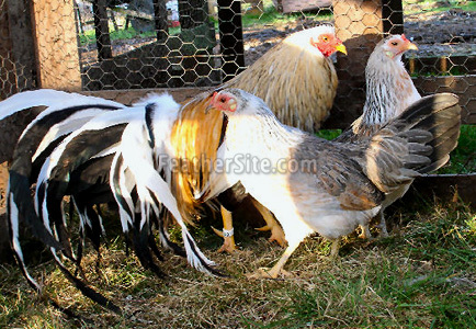 2 - China Game Fowl