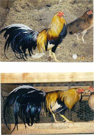 4 - China Game Fowl