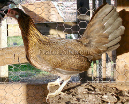 5 - China Game Fowl