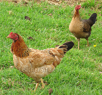 3 - Colombian Game Fowl