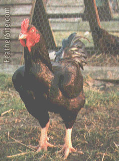 2 - Indian Game Fowl