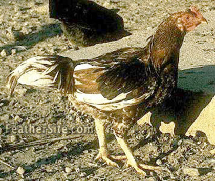 4 - Indian Game Fowl