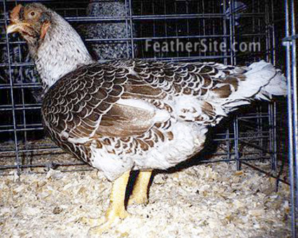 5 - Indian Game Fowl