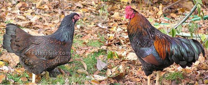 6 - Indian Game Fowl