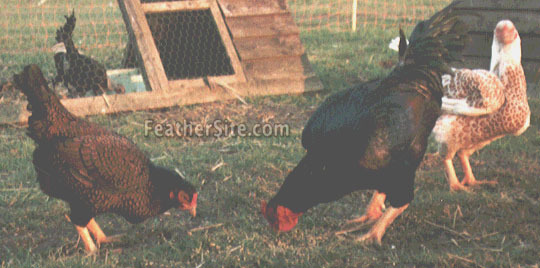 9 - Indian Game Fowl